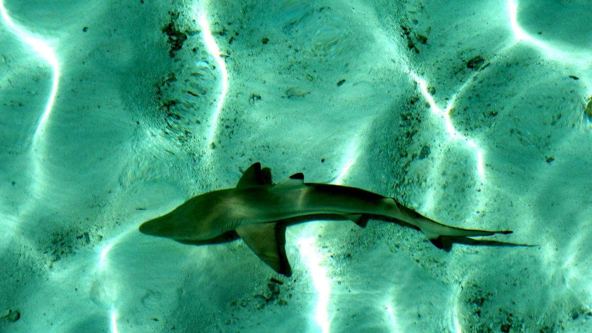 Reef Shark Snorkeling in Maafushi Maldives