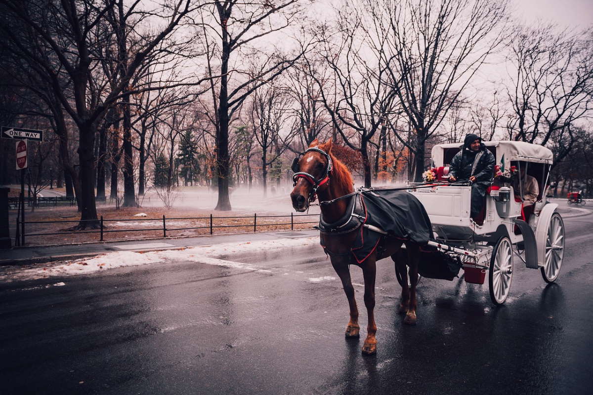 Top things to do in Central Park at Christmas - Carriage ride