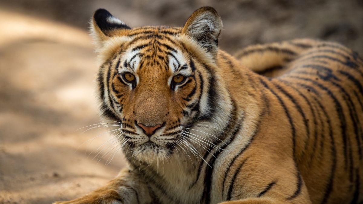 Jim Corbett National Park - Spot Tigers in India