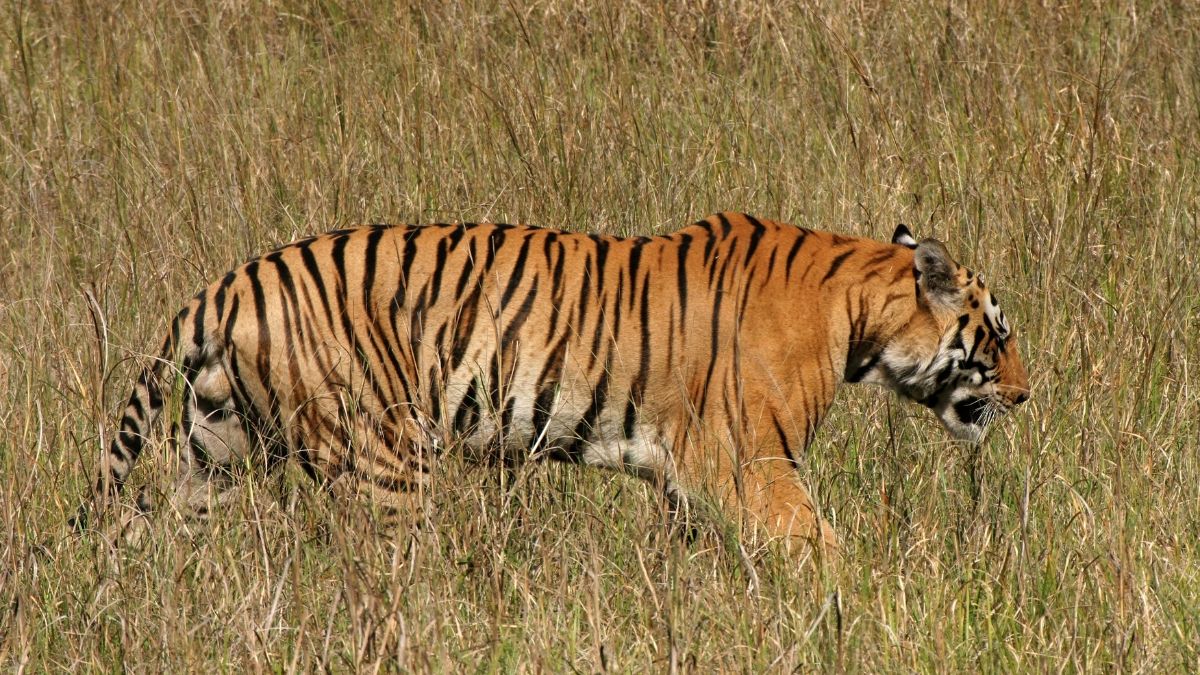 Kanha National Park - Spot Tigers in India