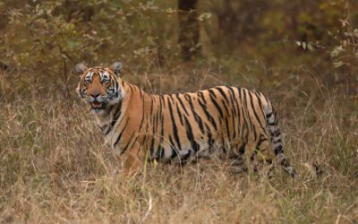 National Parks with the Best Chance to Spot Tigers in India