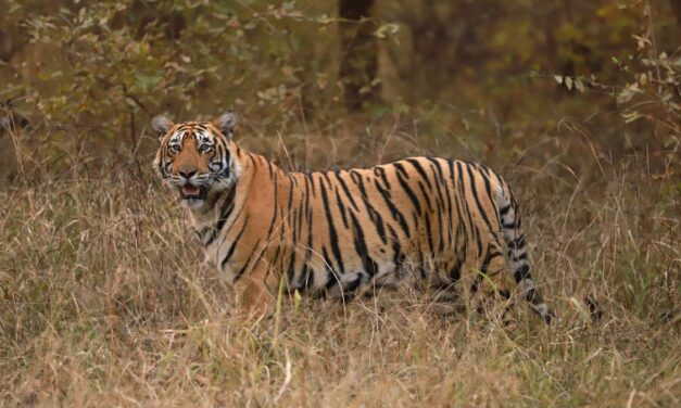 National Parks with the Best Chance to Spot Tigers in India