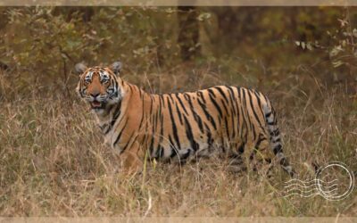 National Parks with the Best Chance to Spot Tigers in India