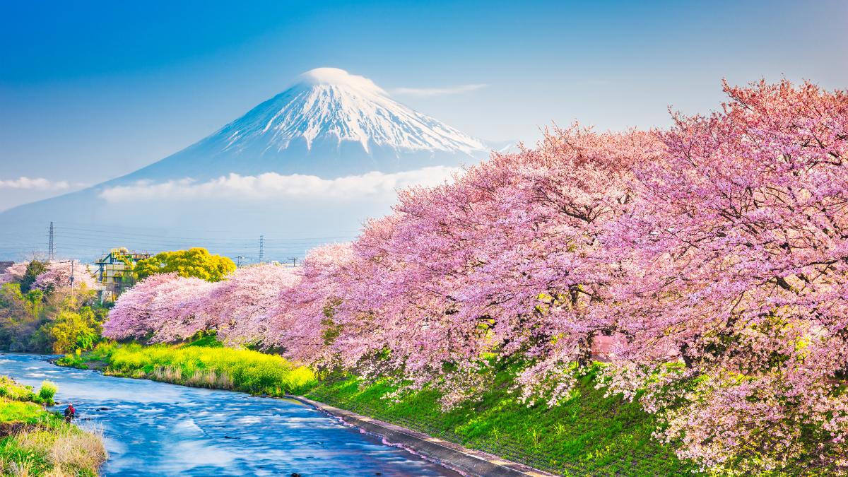 Sakura Cherry Blossoms with Mt. Fuji in background