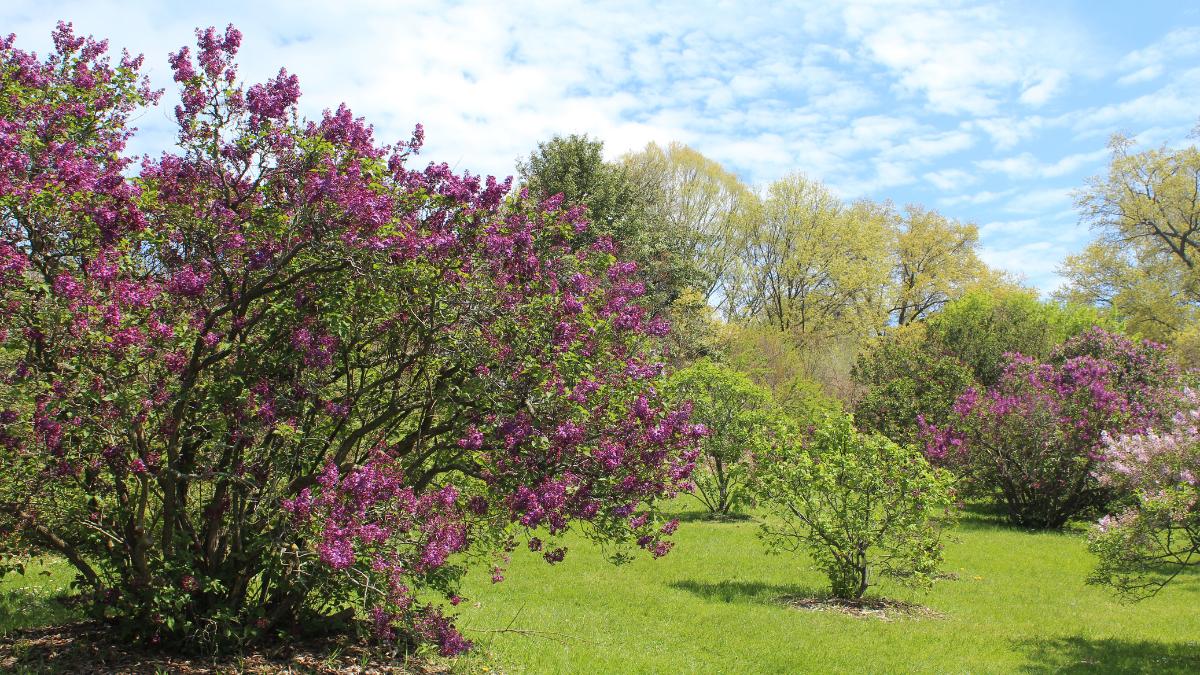 Lilacs at Highland Park Rochester NY