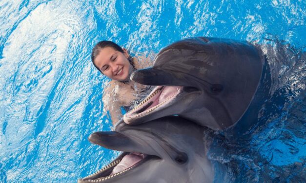 Your Guide to the Best Place to Swim with Dolphins in Cancun