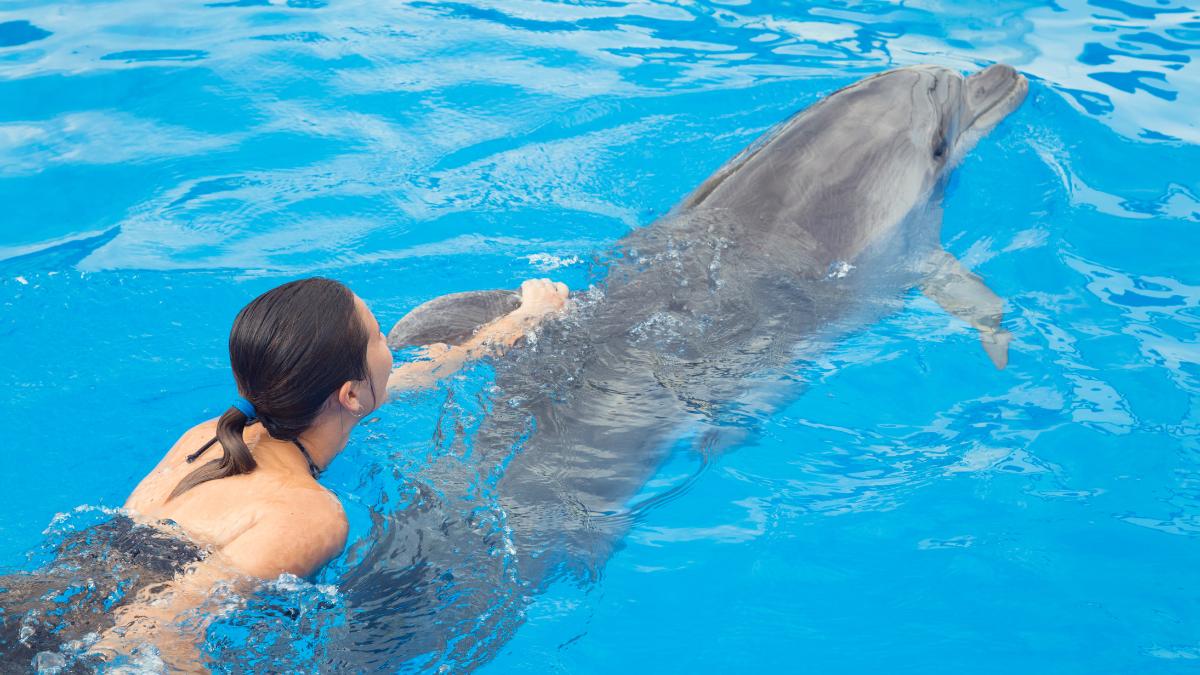 Best place to swim with dolphins in Cancun including the dorsal fin ride.