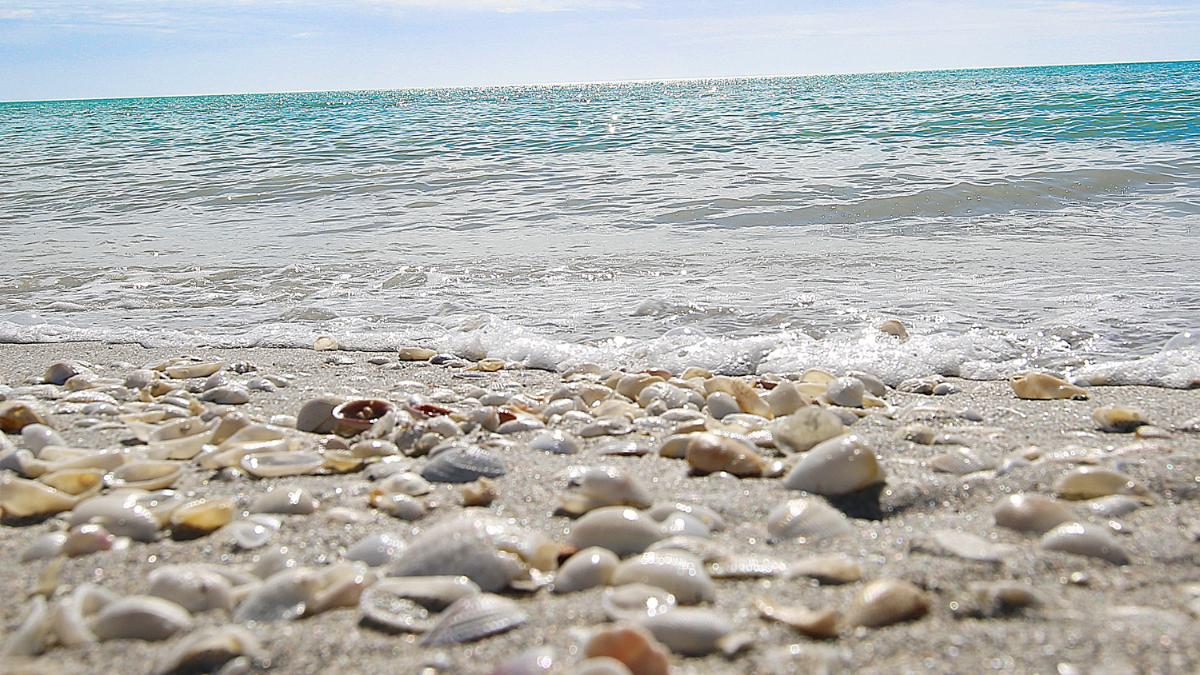 Bowman's beach is one of the best beaches in Sanibel for shelling.