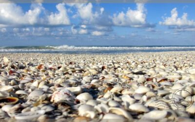 Best Beaches in Sanibel for Shelling as Suggested by Locals