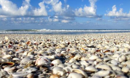 Best Beaches in Sanibel for Shelling as Suggested by Locals