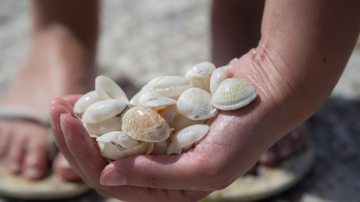 Bending to collect shells is called the Sanibel Stoop