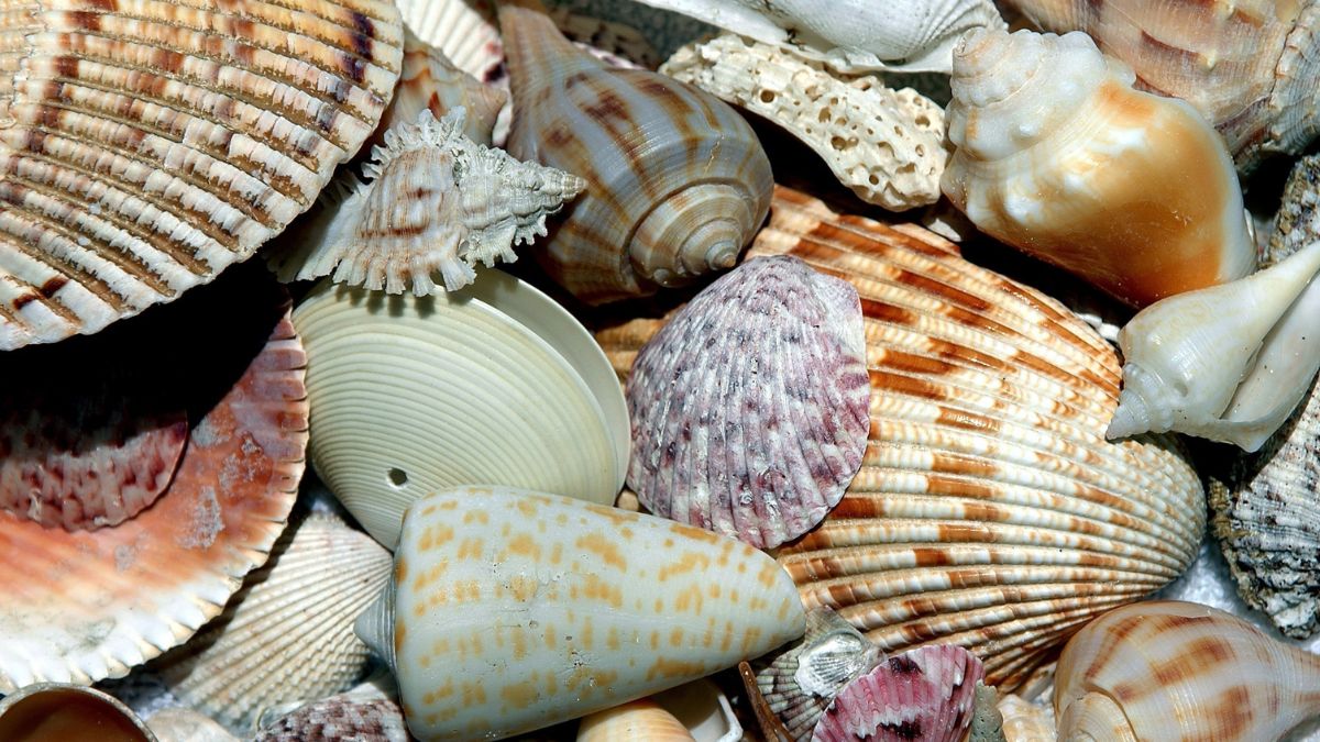 Various Varieties of Shells Collected at Sanibel Island