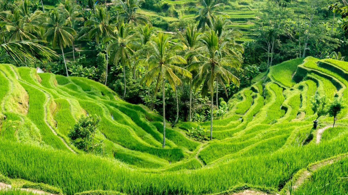 Tegallalang Rice Terrace Bali