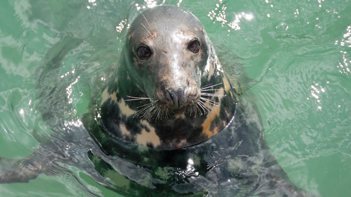 Grey Seal near Newquay, Cornwall