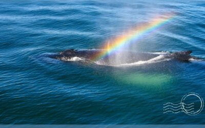 3 Most Captivating Tours for Whale Watching in Gloucester MA