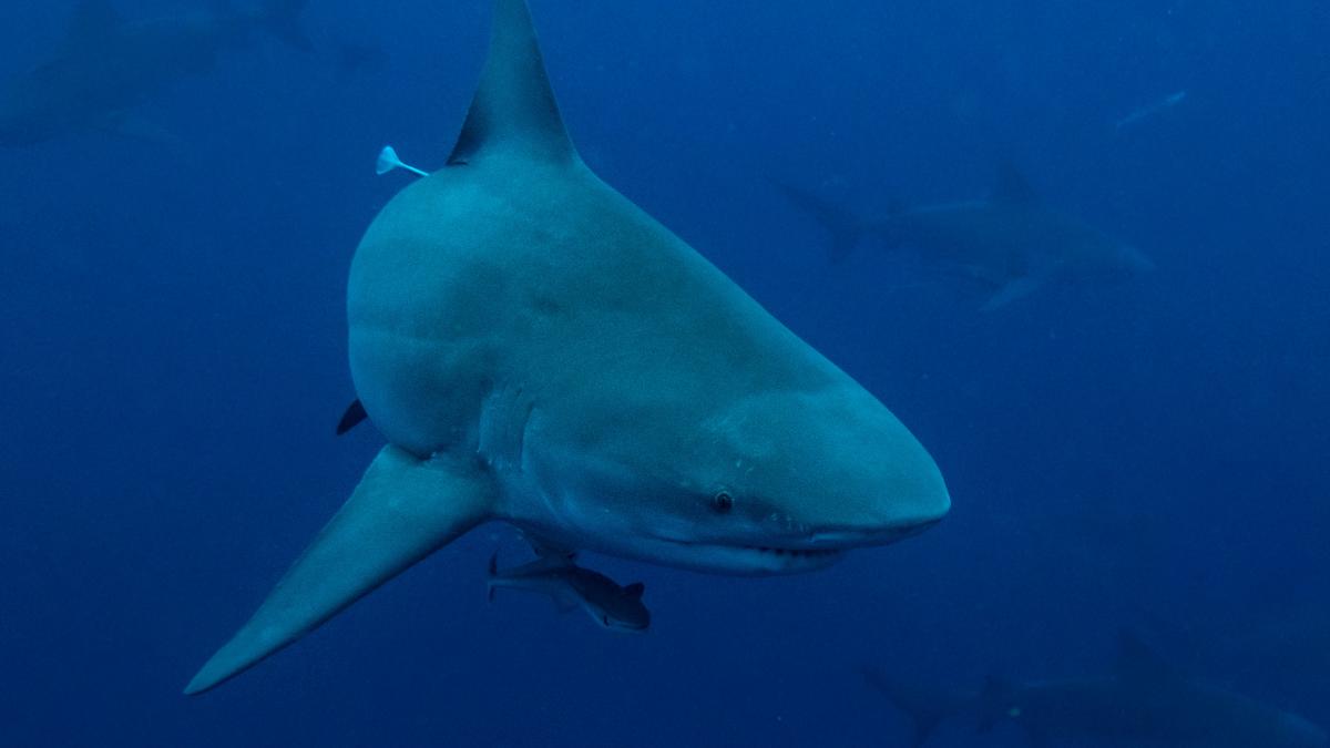 Shark viewing trips, cage diving and free diving in Florida
