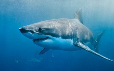 Electrifying Shark Watching and Cage Diving Tours in Florida