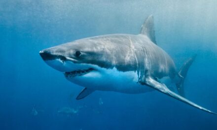 Electrifying Shark Watching and Cage Diving Tours in Florida