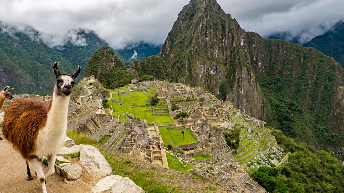 Llamas near Machu Picchu in Peru
