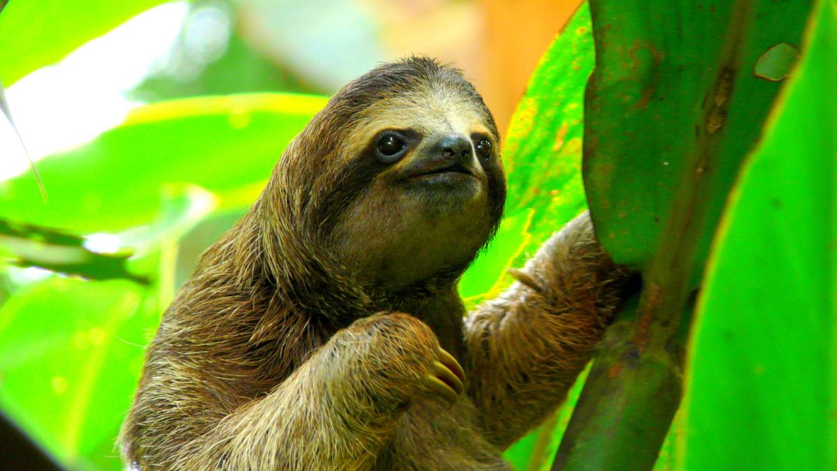 Sloth at a wildlife rescue center at Costa Rica