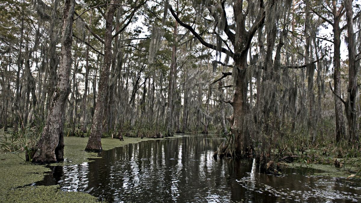 Things To Do to Experience the Soul of New Orleans - Explore the swamps