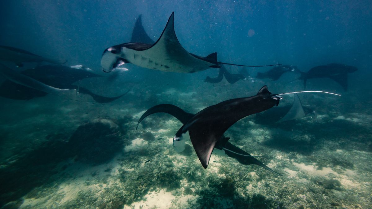 Swim with Giant Oceanic Manta Rays during your day trip to Nusa Penida from Bali